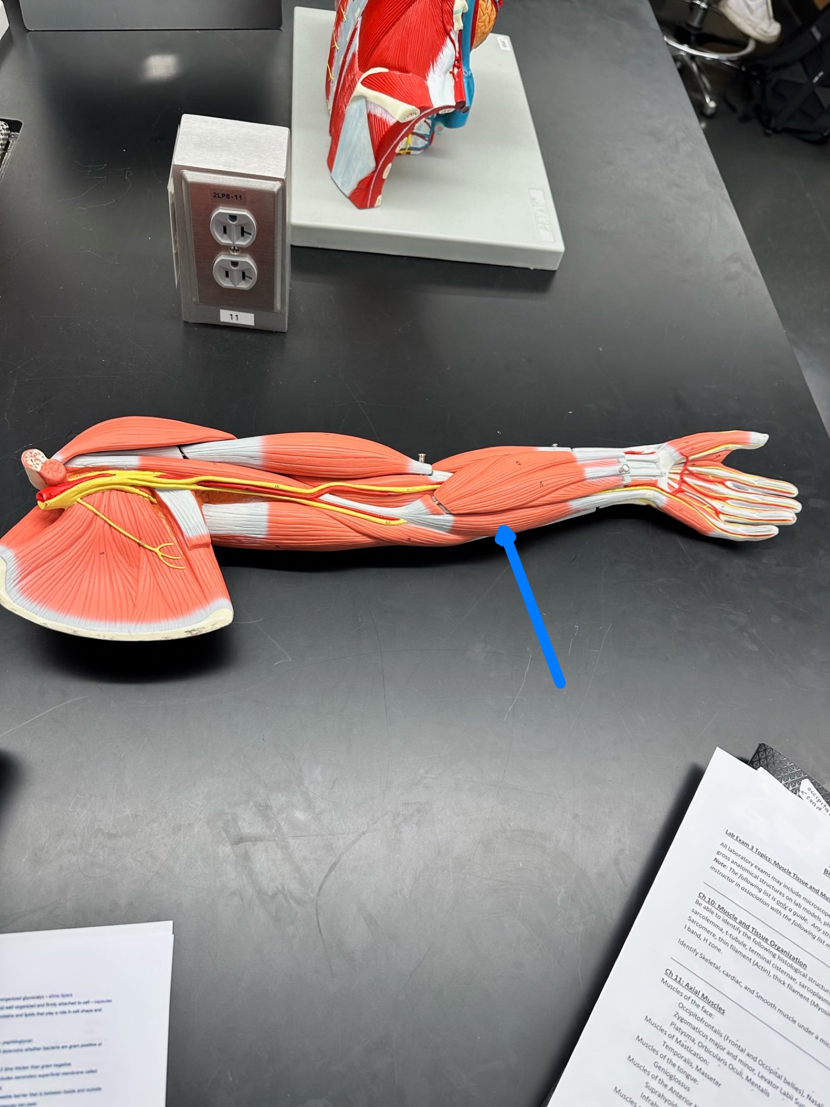 <p>ID muscle</p>