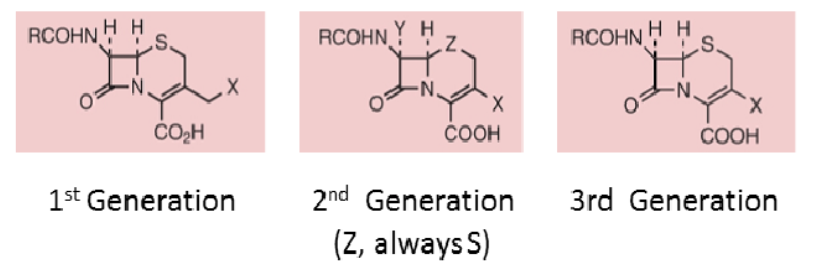 <p>b lactam annealed to 6 member dihydrothiazine ring</p>