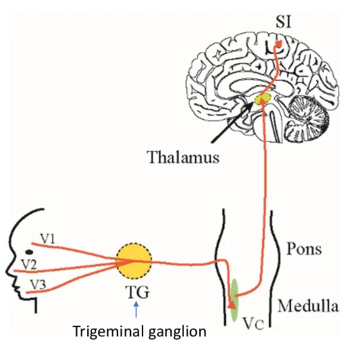 <p>- Irritation of trigger zones</p><p>- Chewing, shaving, touch, etc.</p>
