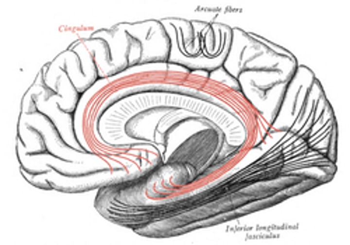 <p>Connects the <strong>medial frontal, cingulate , parietal, and temporal cortices</strong></p>