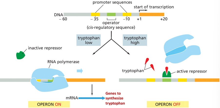 <p>binds to operator when tryptophan is present to inhibit further transcription</p>