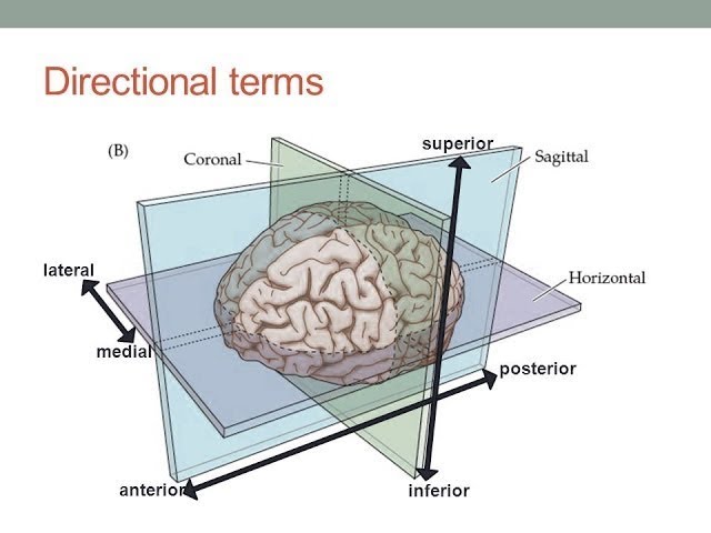 <ul><li><p><strong>Anterior (rostral):</strong> toward the front</p></li><li><p><strong>Posterior (caudal):</strong> toward the back</p></li><li><p><strong>Superior (dorsal):</strong> toward the top</p></li><li><p><strong>Inferior (ventral):</strong> toward the bottom</p></li><li><p><strong>Medial:</strong> toward the midline</p></li><li><p><strong>Lateral:</strong> away from the midline (toward the sides)</p></li></ul><p></p>