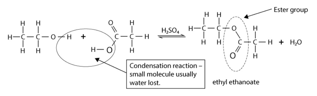 <p><span>When a carboxylic acid reacts with an alcohol in the presence of an acid catalyst (usually conc. sulfuric acid, <mark data-color="yellow">H</mark></span><mark data-color="yellow"><sub>2</sub></mark><span><mark data-color="yellow">SO</mark></span><mark data-color="yellow"><sub>4</sub></mark><span>).</span></p><p>In the reaction, the OH bond in the alcohol is broken.</p>