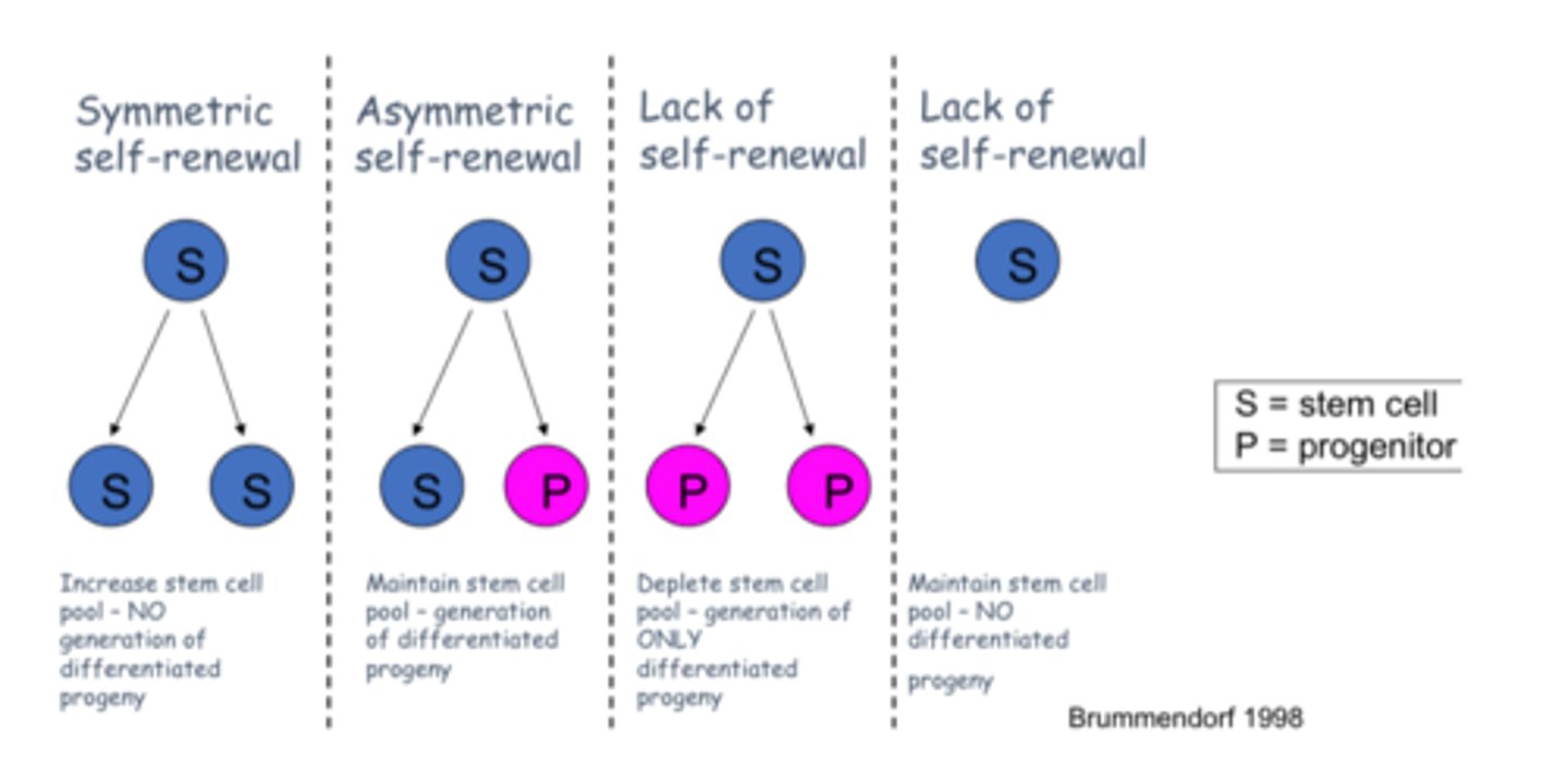 <ol><li><p>symmetric self-renewal = creates cells that are the same as original</p><p></p></li><li><p>asymmetric self-renewal = creates original cell + another cell that is slightly more restricted</p><p></p></li><li><p>symmetric differentiation = creates 2 cells that are more restricted</p></li></ol><p></p>