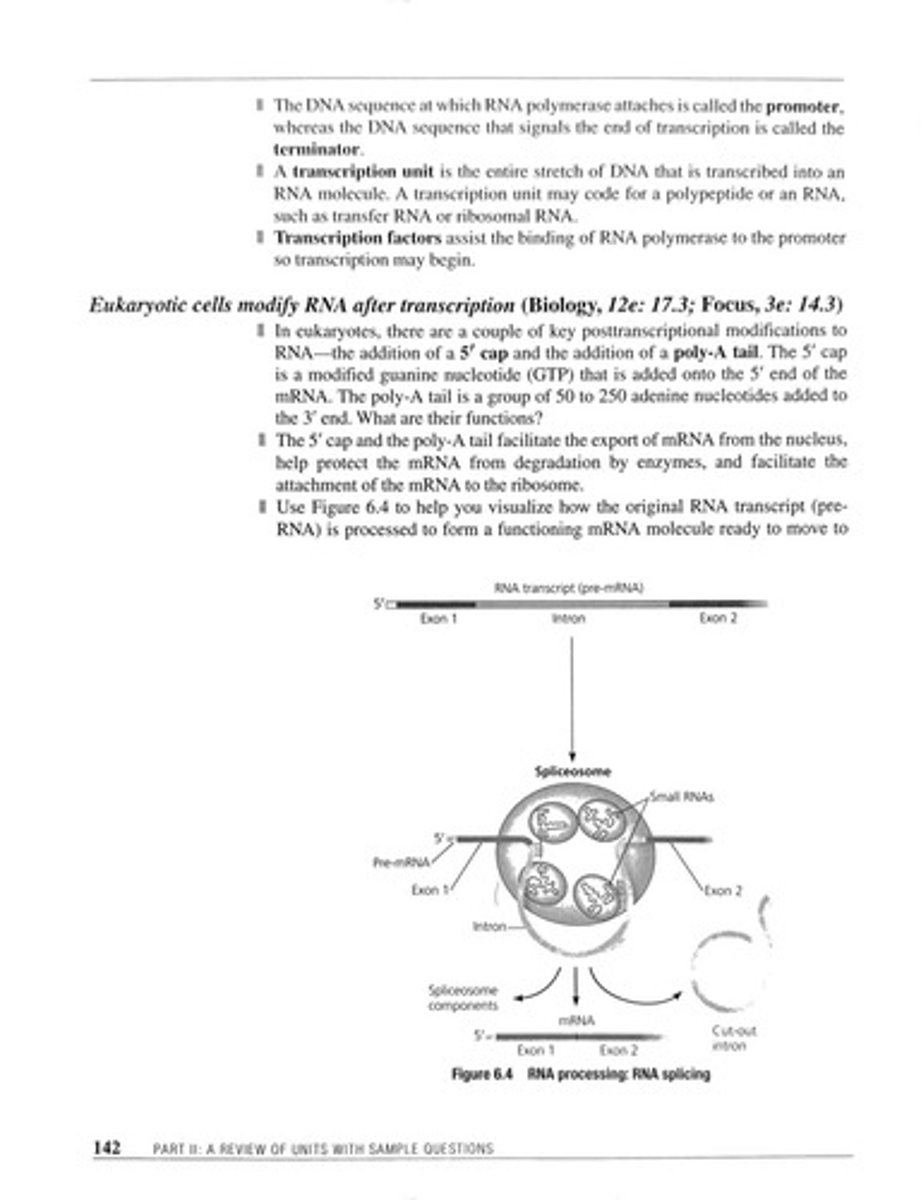 <p>Process of removing introns and joining exons.</p>