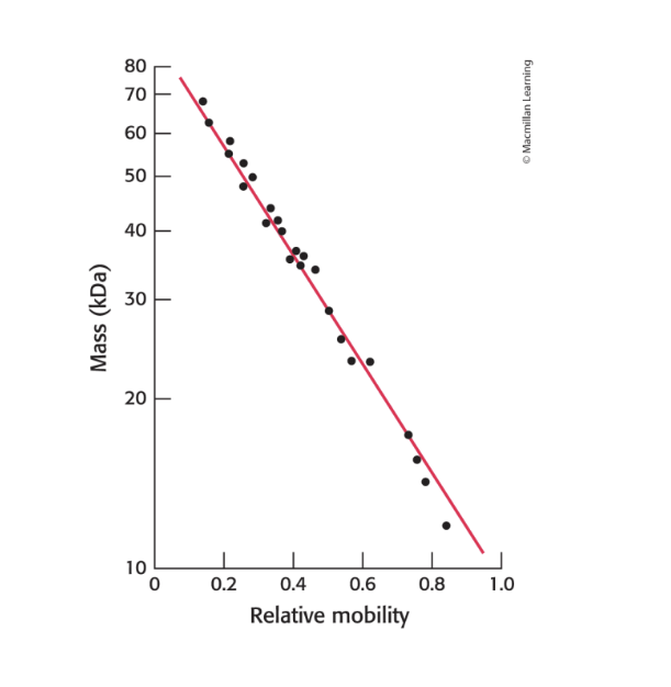<p>protein mass</p><ul><li><p>electrophoretic mobility of many proteins in SDS-polyacrylamide gels is <strong>linearly proportional </strong>to the <strong>log</strong> of their mass</p><p></p></li></ul><p></p>