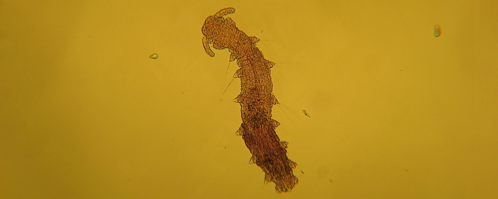 <p>Kmeň: Annelida (obrúčkavce)<br>Trieda: Polychaeta (mnohoštetinavce)</p>