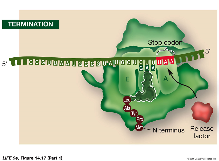 <p>Termination Process:</p><ul><li><p><strong>Stop Codon</strong>:</p><ul><li><p>Translation ends when a stop codon (UAA, UAG, UGA) enters the A site of the ribosome.</p></li><li><p>The stop codon binds a protein release factor.</p></li></ul></li><li><p><strong>Release Factor</strong>:</p><ul><li><p>The release factor allows hydrolysis of the bond between the polypeptide chain and the tRNA in the P site.</p></li><li><p>This separates the polypeptide chain from the ribosome.</p></li><li><p>The last amino acid added to the polypeptide chain is at the C terminus.</p></li></ul></li></ul><p>Polyribosomes:</p><ul><li><p><strong>Multiple Ribosomes</strong>:</p><ul><li><p>Several ribosomes can work simultaneously on a single mRNA strand, translating it into multiple copies of the polypeptide.</p></li><li><p>A strand of mRNA with associated ribosomes is called a polyribosome, or polysome.</p></li></ul></li></ul><p>Posttranslational Aspects of Protein Synthesis Polypeptide Folding and Function:</p><ul><li><p><strong>Emerging Polypeptide</strong>:</p><ul><li><p>The newly synthesized polypeptide emerges from the ribosome and begins to fold into its three-dimensional shape.</p></li><li><p>Proper folding is crucial for its function, allowing it to interact with other molecules.</p></li></ul></li><li><p><strong>Signal Sequence</strong>:</p><ul><li><p>The polypeptide may contain a signal sequence indicating its destination within the cell.</p></li><li><p>The amino acid sequence provides instructions on whether the polypeptide should be sent to an organelle or remain in the cytosol.</p></li></ul></li></ul><p>These steps ensure that the polypeptide is correctly processed and directed to its appropriate location, enabling it to perform its intended functions within the cell.</p>