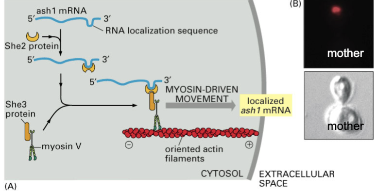 <p>Example: Differential transport of ________ creates two different cells: mother and daughter. Daughter cell receives ash1 - Mother depleted of ash1, so only the daughter cell expresses the ash1 protein. ash1 cargos carried on actin filaments to cell wall site and transported to one site on the mother cell</p>