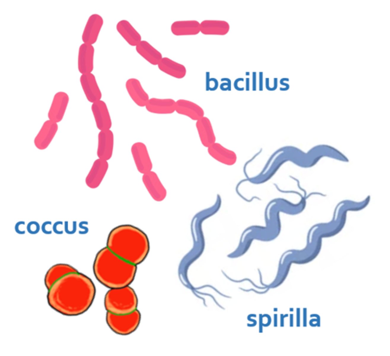 <p>single-celled, plant-like microbes that reproduce by splitting, are measured by microns, & are classified by their shape, color change, & oxygen needs</p>