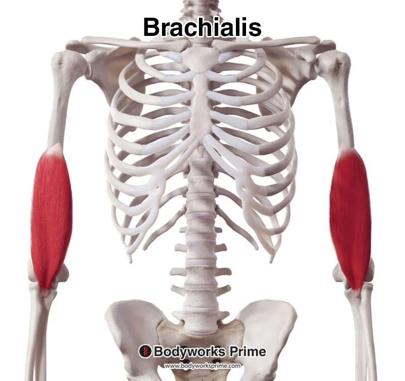 <p>Flexes forearm at elbow; located beneath biceps brachii in upper arm.</p>