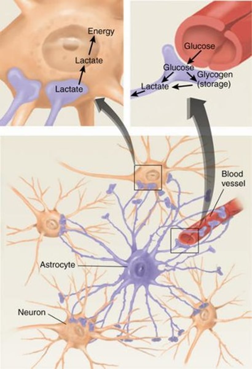 <p>Provide support to neurons, clean up debris, control the external environment, and provide nutrients.</p>