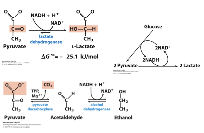 <p>include the conversion to lactate in animals and ethanol in yeast, allowing for energy production without oxygen. </p>