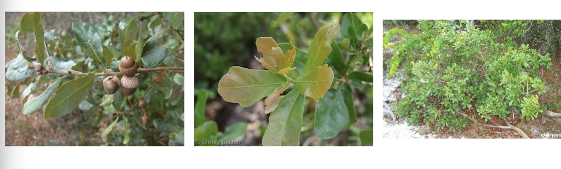 <p>chapman’s oak, Fagaceae family'</p><p>duck foot leaf</p><p>short and shrubby</p><p>acorns</p>