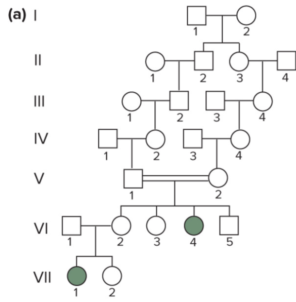 <ul><li><p>indicates rare recessive trait</p></li><li><p>parents are unaffected but are heterozygous (carries) for recessive allele</p></li></ul>