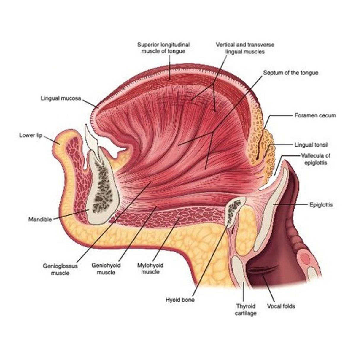 <p>Depresses the tongue and moves it anteriorly.</p>