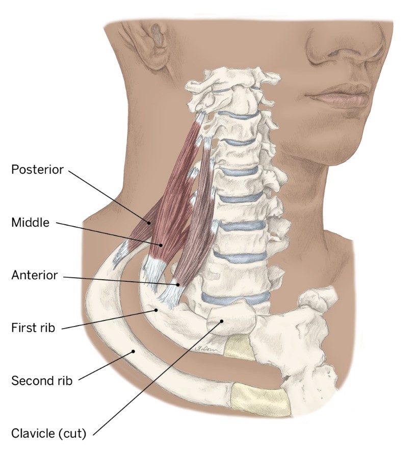<p>O- Transverse processes C6-C7</p><p>I- 2nd Rib</p><p>A- (Ipsilateral) lateral bending</p>