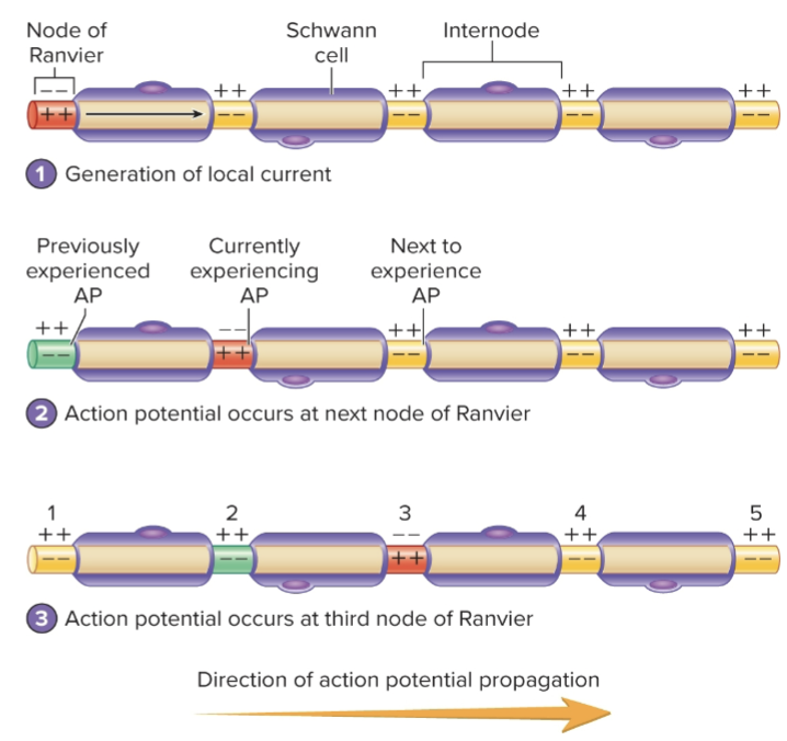 <p>Propagation of APs- myelinated axon<br>1. an action potential (orange) at a node of Ranvier generates local currents (black arrows). The local currents flow to the next node of Ranvier because the myelin sheath of the Schwann cell insulates the axon of the internode<br>2. When the depolarization caused by the local currents reaches threshold at the next node of Ranvier, a new action potential is produced (orange)<br>3. Action potential propagation is rapid in myelinated axons because the action potentials are produced at successive nodes of Ranvier (1-5) instead of at every part of the membrane along the axon</p>