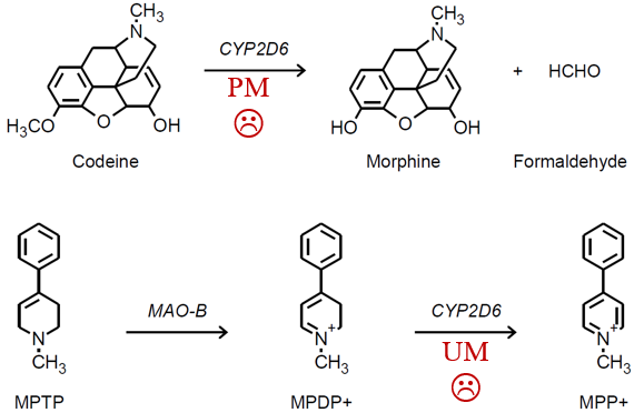 <ul><li><p>rapid metabolisers - produce more of the toxic product</p></li><li><p>poor metabolisers - produce less of the active product</p></li></ul><p>maybe check this in the recording</p>