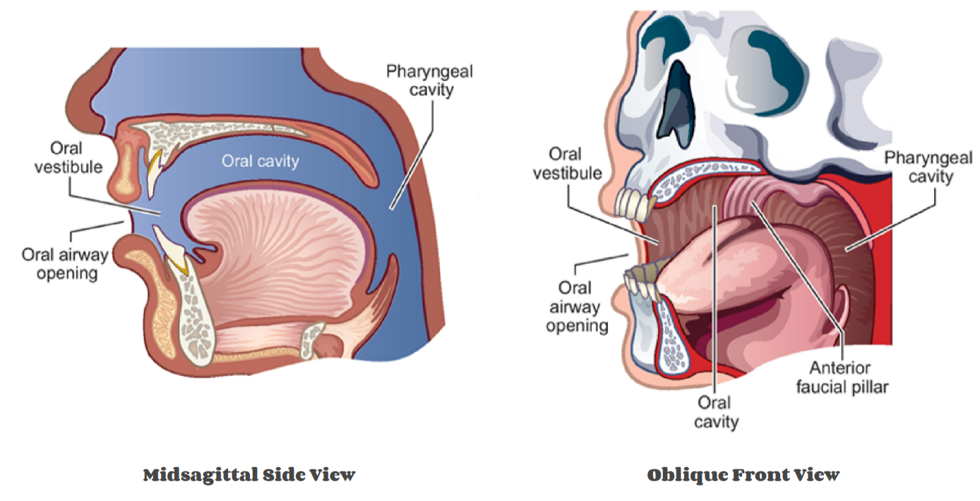 <p>Bounded by:</p><ul><li><p><u>Front and sides</u>: lips, teeth, and alveolar processes of the maxilla and mandible.</p></li><li><p><u>Top</u>: hard palate and velum (soft palate).</p></li><li><p><u>Bottom</u>: floor of the mouth, mostly made up of tongue</p></li><li><p><u>Back</u>: anterior faucial pillars (palatoglossal arches) — the tissue just behind the most posterior molars.</p></li></ul><p> <strong>oral vestibule </strong>is the <strong>front entry</strong> to the oral cavity</p><p> <u>tongue</u>&nbsp;= most prominent feature </p>