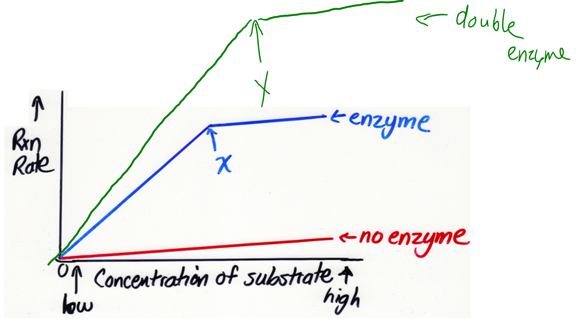 <p>CONCENTRATION affects the enzymatic activity</p>