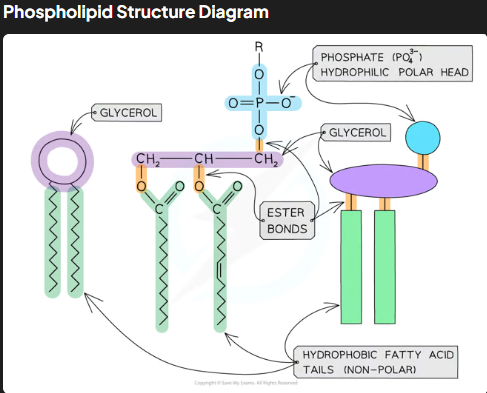 <ul><li><p>Phospholipids consist of <strong>glycerol</strong>, <strong>two fatty acid tails</strong>, and a <strong>phosphate group</strong>.</p></li><li><p>The <strong>phosphate head</strong> is hydrophilic (polar and water-soluble), while the <strong>fatty acid tails</strong> are hydrophobic (non-polar and water-insoluble).</p></li><li><p>This amphipathic nature (having both hydrophilic and hydrophobic parts) allows phospholipids to form bilayers in cell membranes.</p></li></ul><p></p>