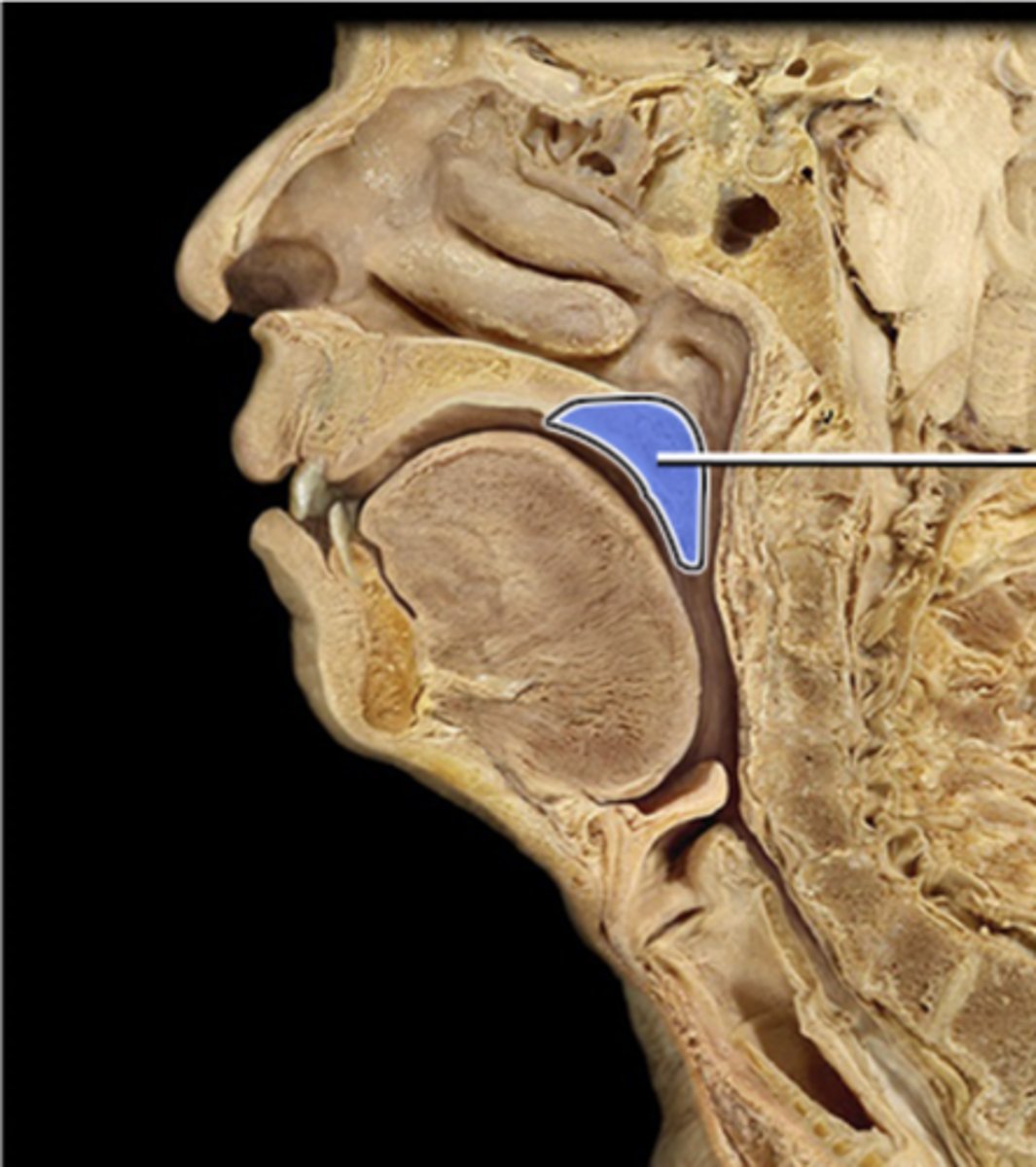 <p>comprised of muscle fibers, serves to elevate the nasopharynx</p>