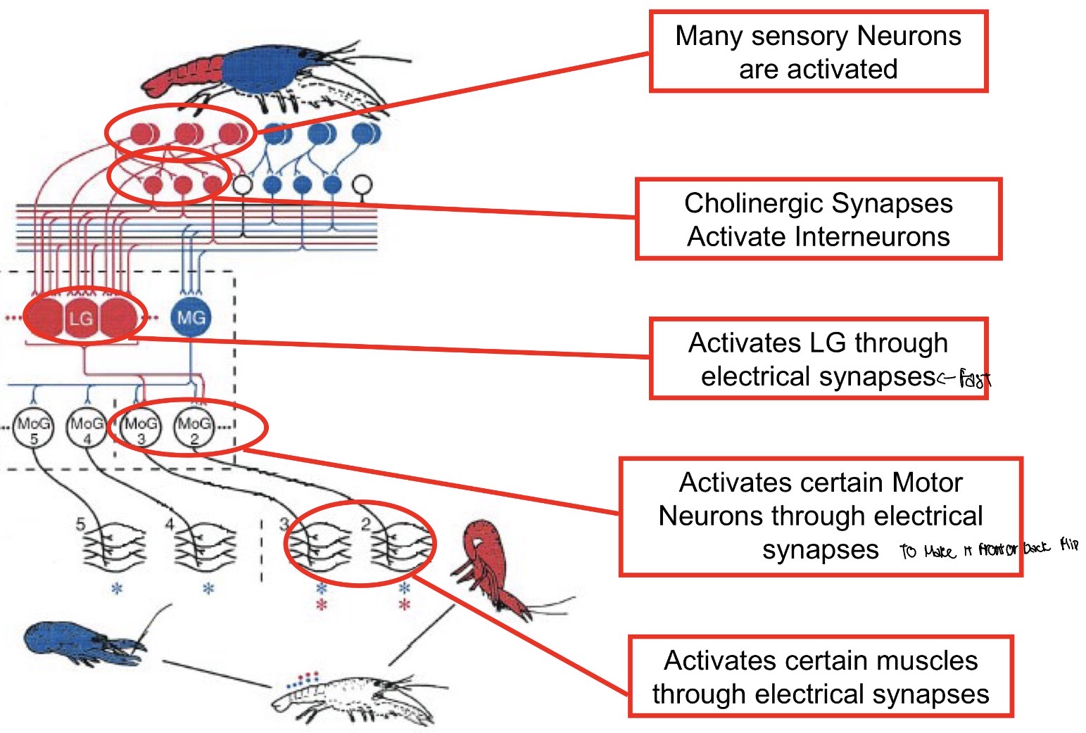 <p>Backflip away if stimulus is in the front</p><p>Front flip away if stimulus is from the back or tail</p><p>• LG (lateral giant) fibers and MG (medial giant) fibers mediate different “all or none” behavioral responses:</p><p>Convergent circuitry leading to a fast, coordinated response</p><p>In addition to these GIANT FIBER pathways, there is another pathway, the non-giant</p><p>fiber (non-G) pathway, which has no focal point (i.e., no command neuron).</p>