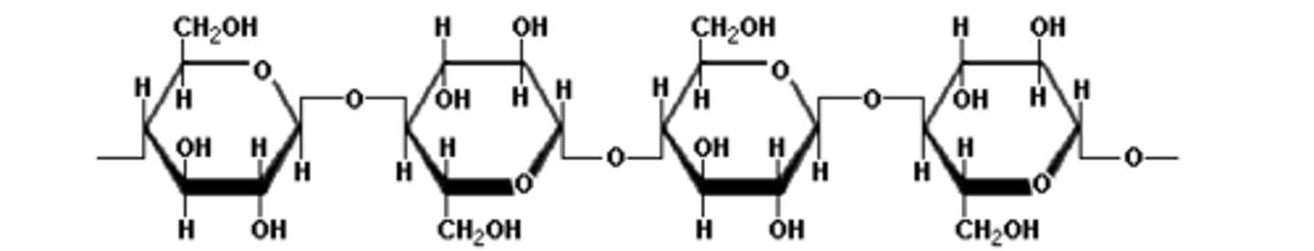 <p>- Unbranched</p><p>- 1,4 β-glycosidic bonds, that must be rotated 180° to each other</p>