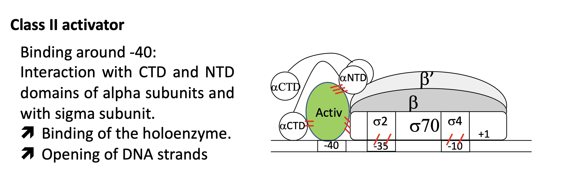 <p>= The majority of ACT</p><p>fixation around -40&nbsp;</p><p><span>ACT interacts w/ αCTD, αNTD &amp;&nbsp;σ sub units&nbsp;</span></p><p><span>stabilises interaction of holoenzyme w promoter&nbsp;</span></p><p><span>allows transition from closed to open complex&nbsp;</span></p>