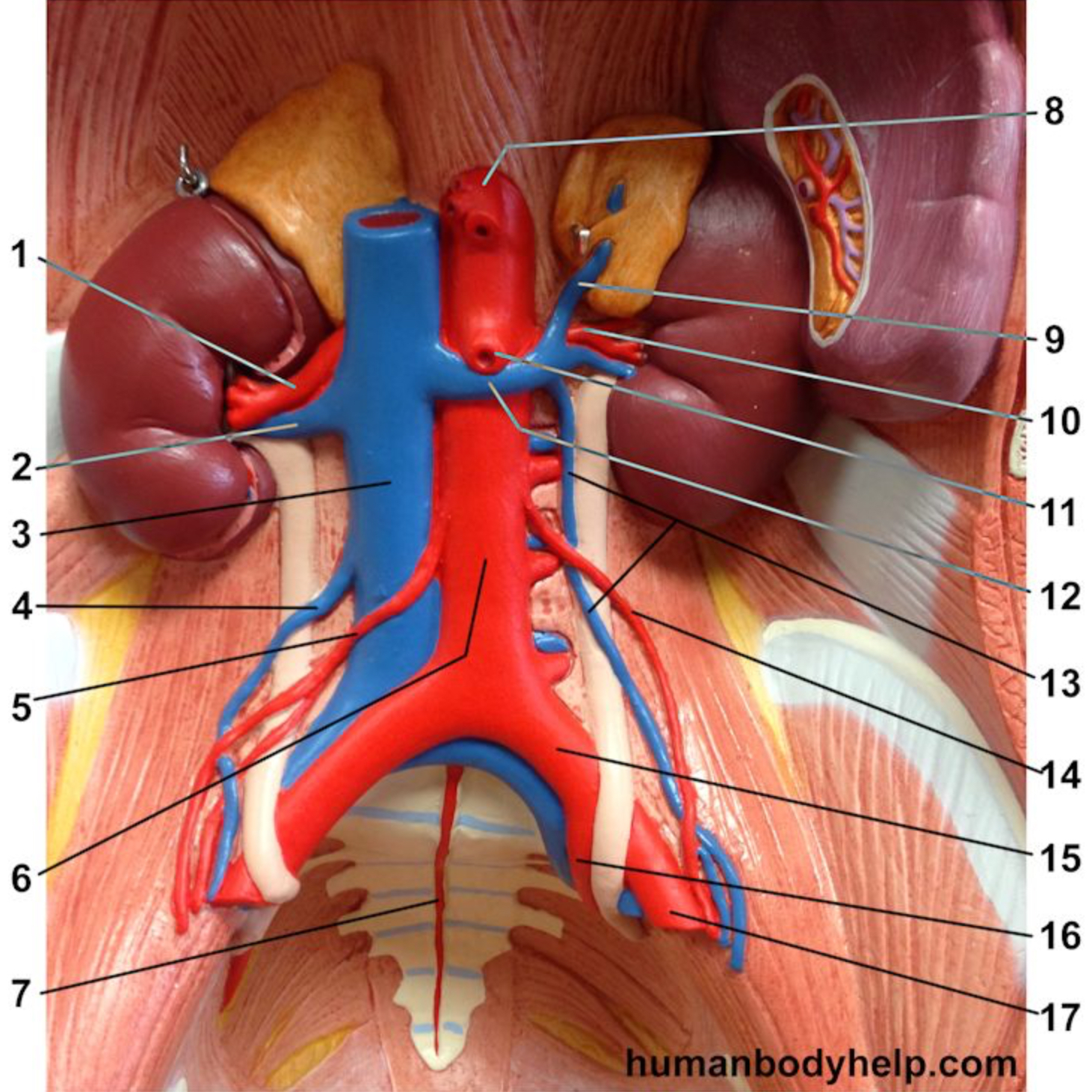 <p>Which artery is labeled #16?</p>