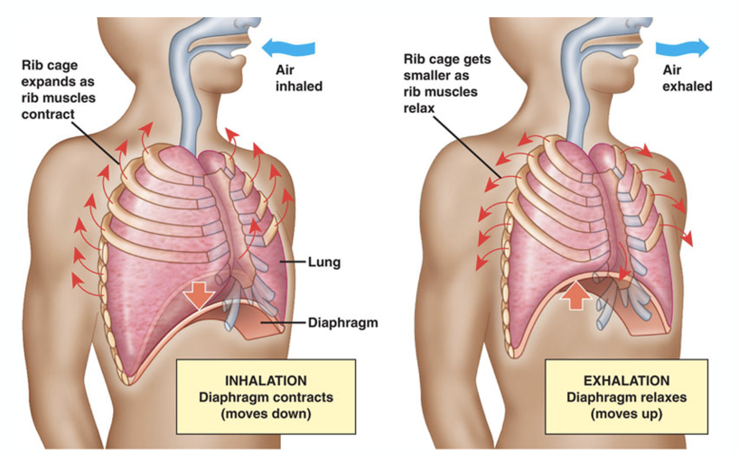 <ul><li><p>Inhalación: el diafragma se contrae y se mueve hacia abajo</p></li><li><p>Exhalación: el diafragma se relaja y se mueve hacia arriba</p></li></ul><p></p>