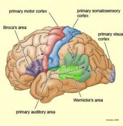 <p>Brain-Cortex</p>