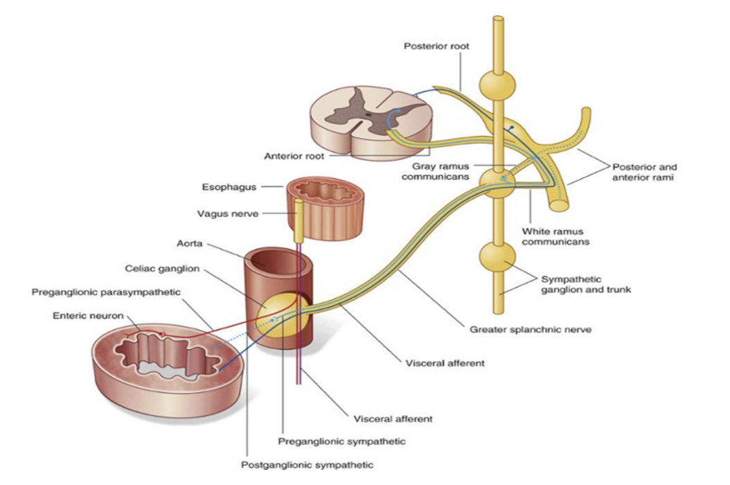 <ul><li><p>Abdominal prevertebral plexus — collection of nerve fibers surrounding the abdominal aorta &amp; is continuous onto its major branches</p></li><li><p>Scattered throughout the length of the plexus are cell bodies of postganglionic sympathetic fibers, some of which are organized into distinct ganglia, while others are more random in their distribution </p><ul><li><p>The ganglia are usually associated with specific branches of the abdominal aorta, named after these branches</p></li></ul></li><li><p>3 major divisions — </p><ul><li><p>Celiac, aortic, &amp; superior hypogastric plexuses</p></li></ul></li></ul>