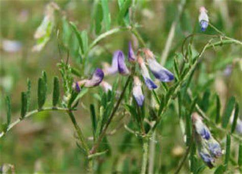 Louisiana Vetch 
