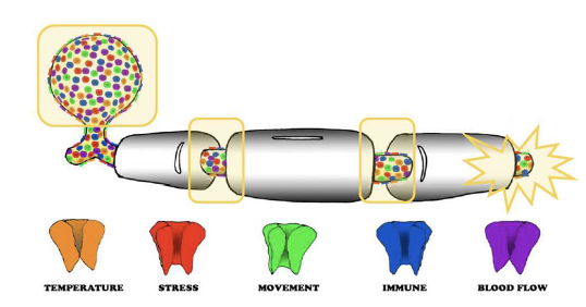 <p><span><span>Ion Channel Basics Found in areas of no myelin</span></span></p>
