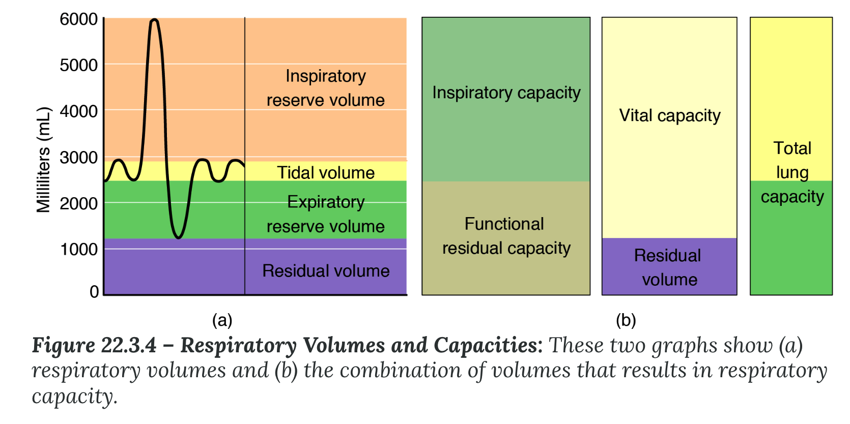 <p><strong>Respiratory Volumes &amp; Capacities</strong></p><ul><li><p><strong>Respiratory Capacity</strong></p><ul><li><p>combination of two or more selected _____, which further describes the amount of air in the lungs during a given time</p></li></ul></li></ul><ol><li><p><strong>Total lung capacity (TLC)</strong></p><ul><li><p>sum of all of the lung volumes (TV, ERV, IRV, and RV)</p></li><li><p>total amount of air a person can hold in the lungs after a _____ inhalation</p></li><li><p>about 6000 mL air for men, and about 4200 mL for women</p></li></ul></li><li><p><strong>Vital capacity (VC)</strong></p><ul><li><p>amount of air a person can move into or out of his or her lungs</p></li><li><p>sum of all of the volumes except residual volume (<u>+</u>+__)</p></li></ul></li></ol><ul><li><p>4000-5000 mL</p></li></ul><ol start="3"><li><p><strong>Inspiratory capacity (IC)</strong></p></li></ol><ul><li><p>maximum amount of air that can be inhaled past a normal tidal expiration</p></li><li><p>is the sum of the ____ + ____</p></li></ul><ol start="4"><li><p><strong>Functional Residual Capacity (FRC)</strong></p></li></ol><ul><li><p>amount of air that remains in the lung after a normal tidal expiration</p></li><li><p>it is the sum of ____ + ____</p></li></ul>