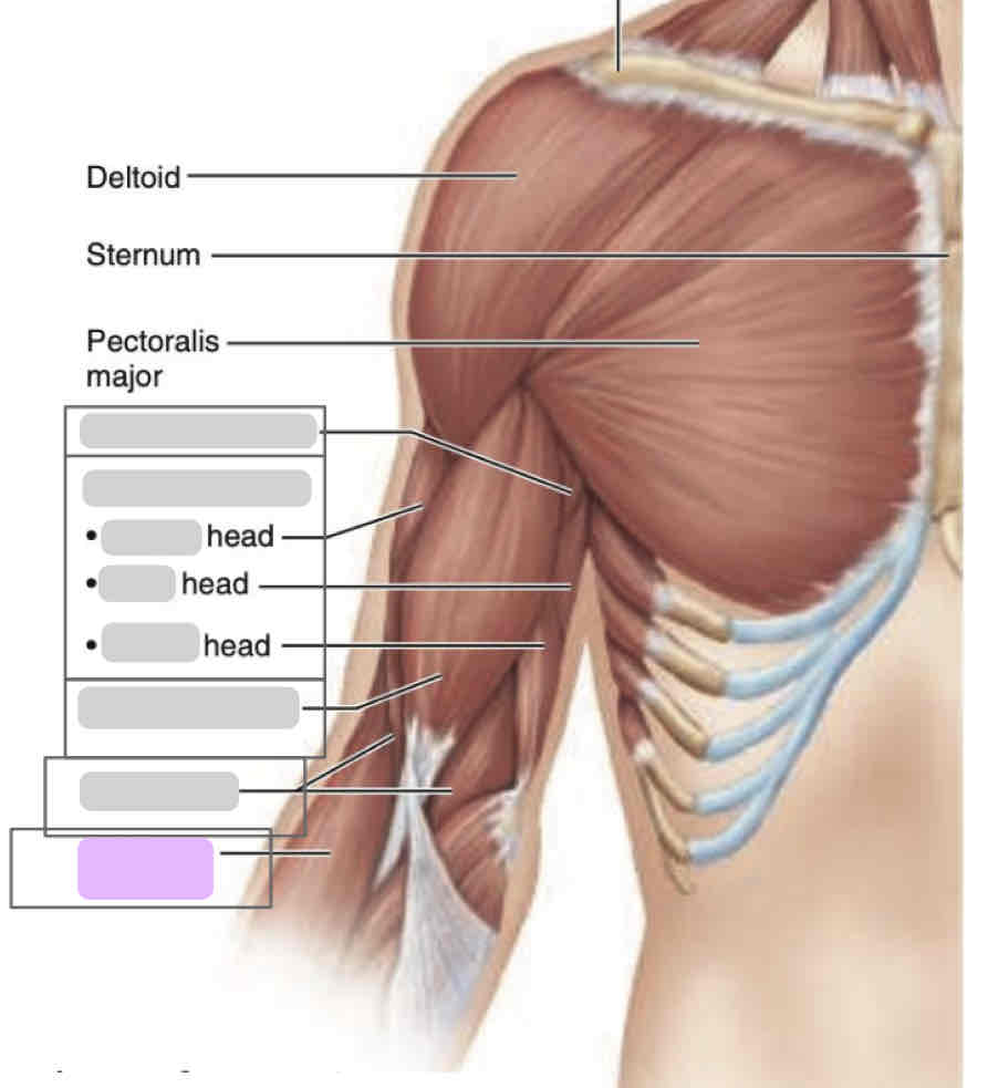<p><span>Anterior arm (superficial)</span></p>
