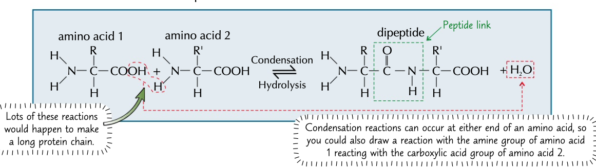 <p>reaction between the amine group of an amino acid and a carboxylic group of another, forms a dipeptide/protein with a peptide bond</p>