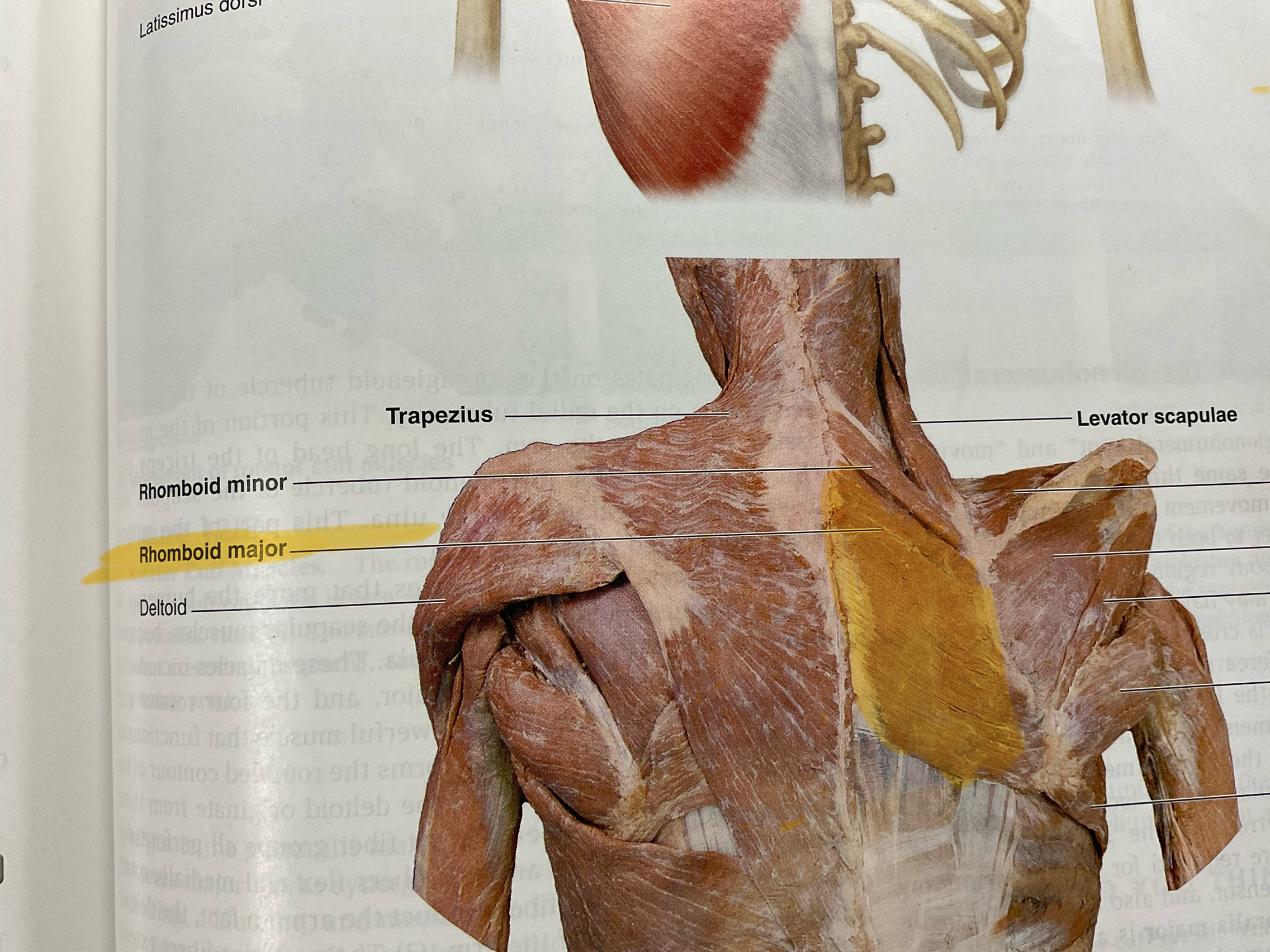 <p>Actions: retract adduct scapula</p>