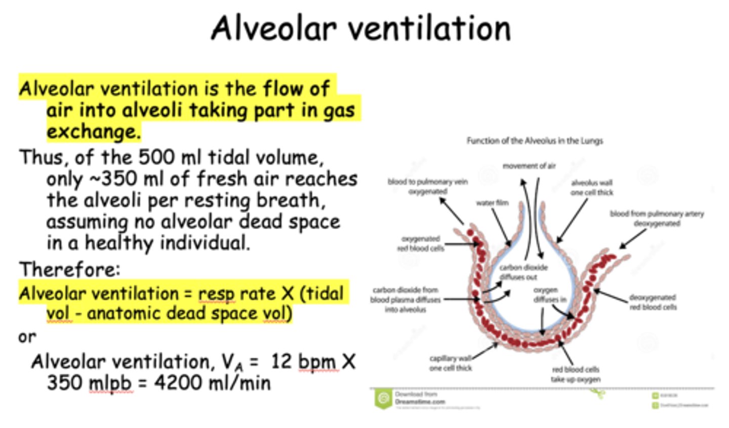<p>resp. rate X (tidal vol. - anatomic dead space vol.)</p>