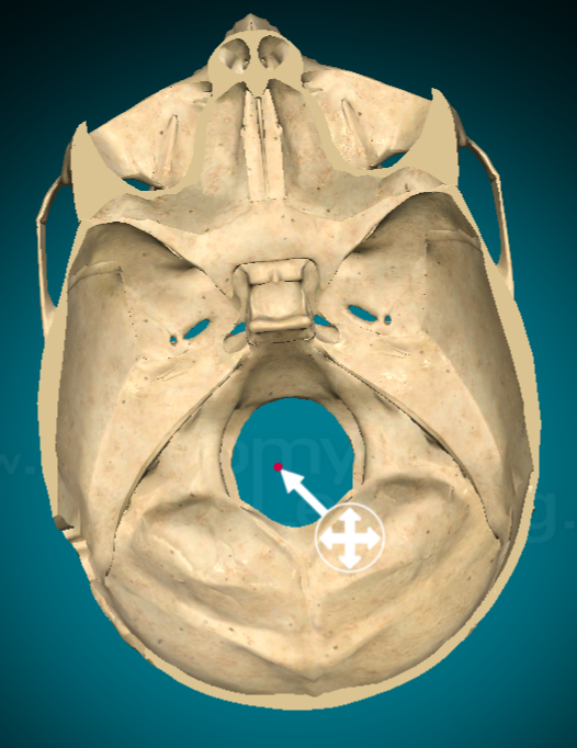 <p>Foramen magnum</p>