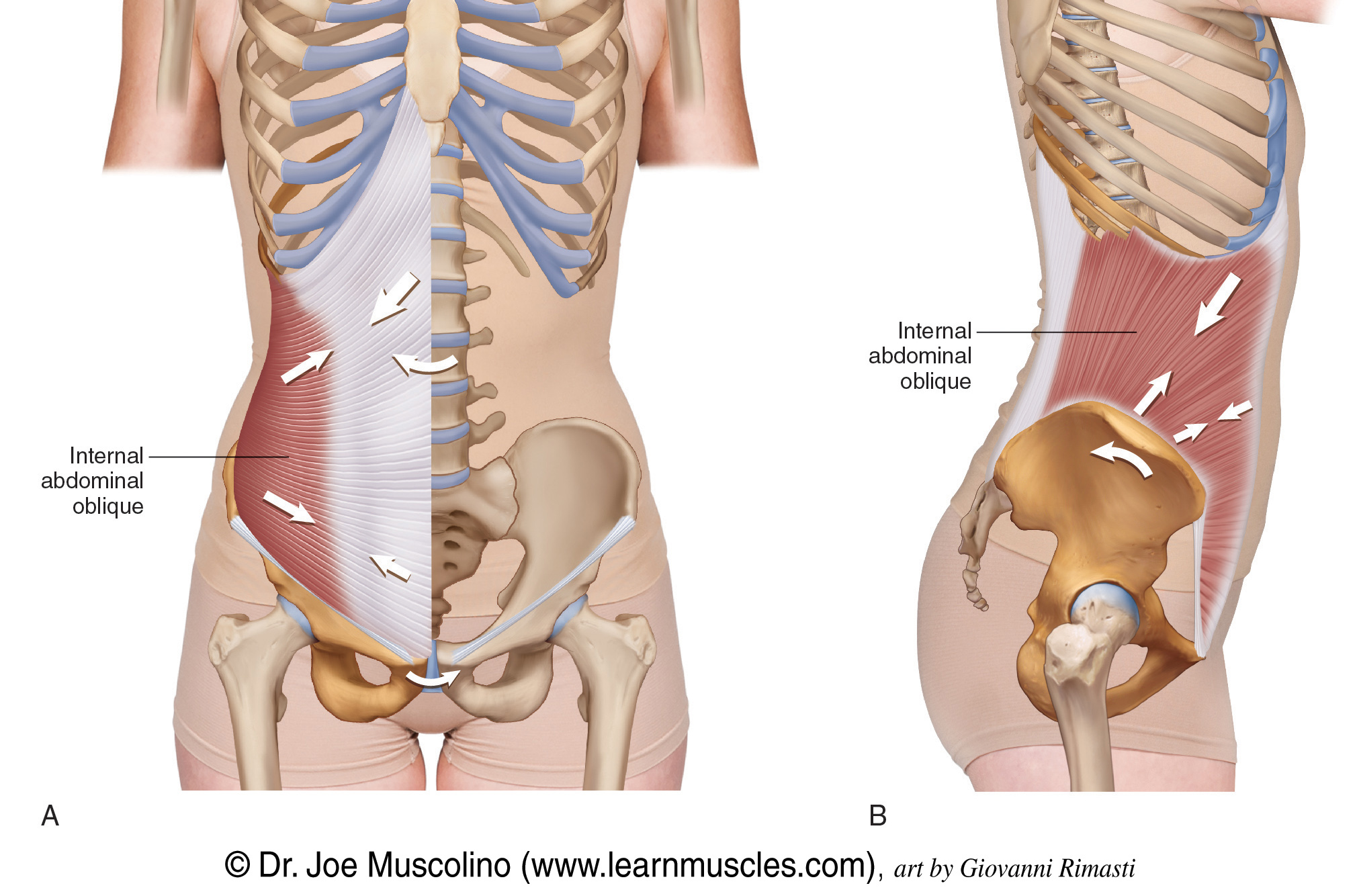 Compresses abdomen, depresses ribs and flexes/ bends abdomen