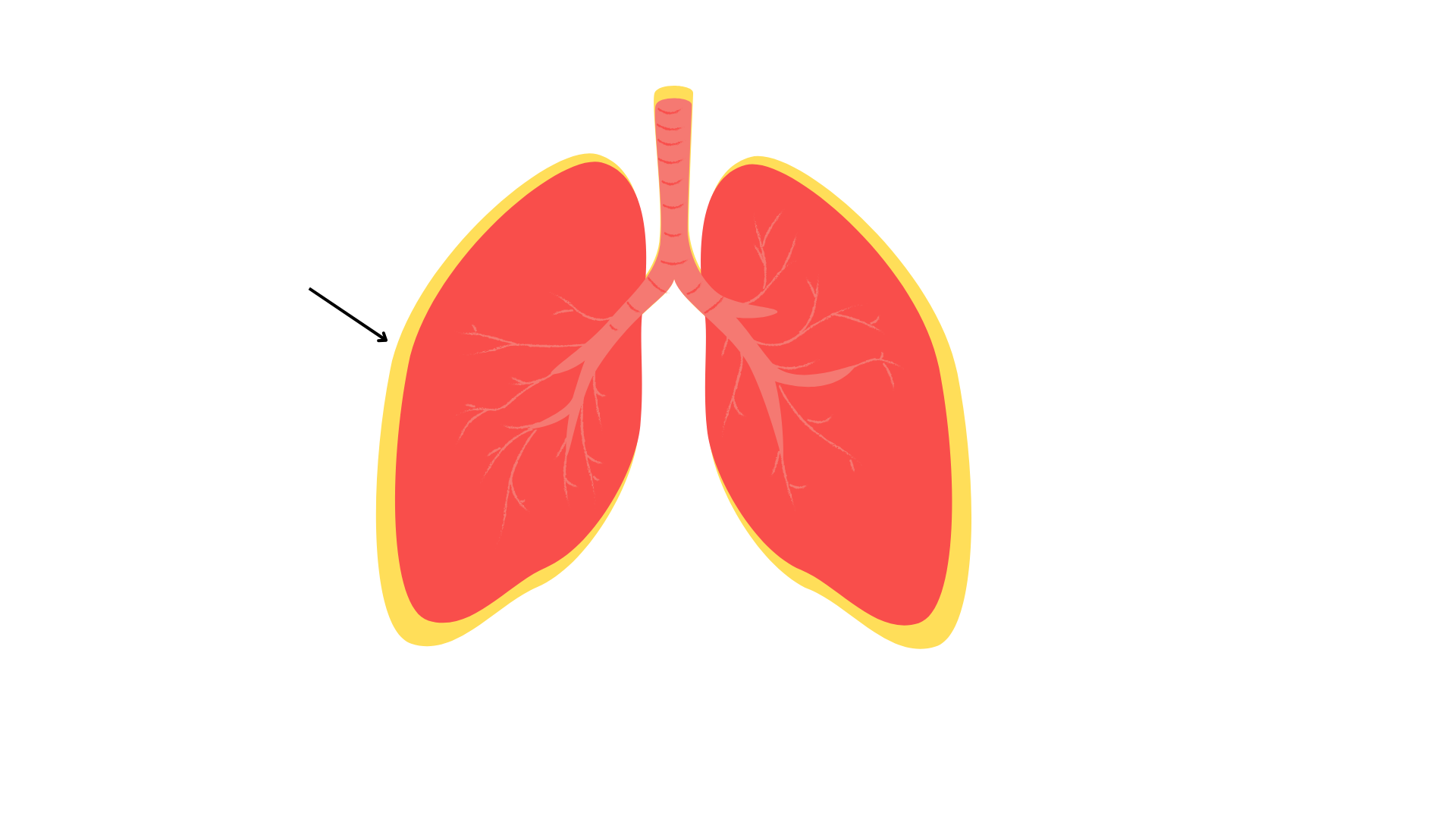 <p><strong>Lungs</strong> are surrounded by</p>