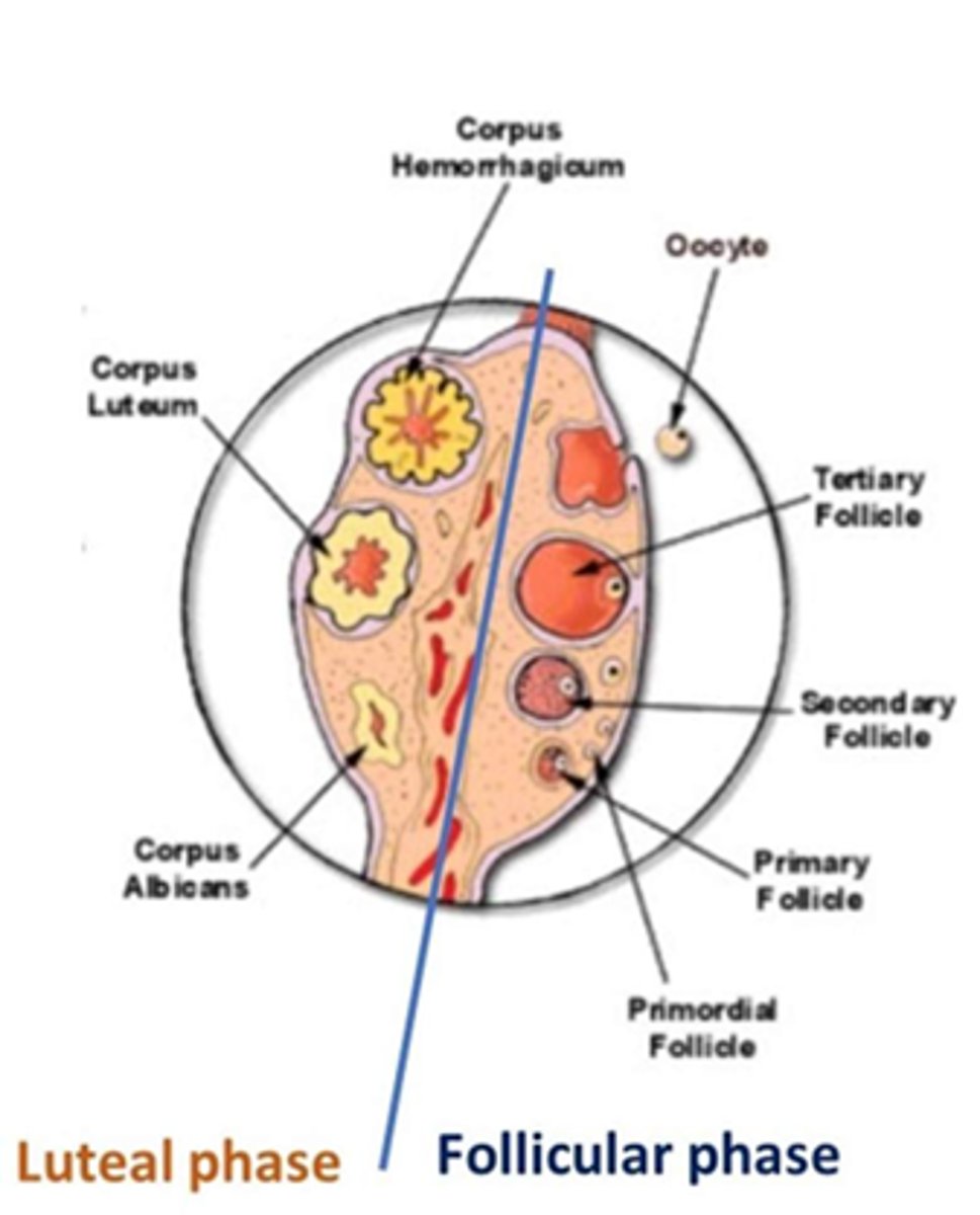 <p>What are the phases of the ovatian cycle?</p>