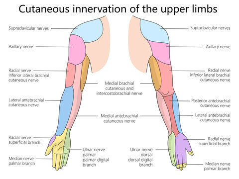 <p>Regions of the arm and hand: deltoid, brachial, antecubital, antebrachial, carpal, palmar, digital.</p>