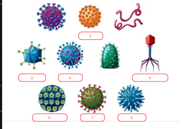 <p><strong>This virus commonly causes liver infection and is transmitted through blood and body fluids.</strong></p>