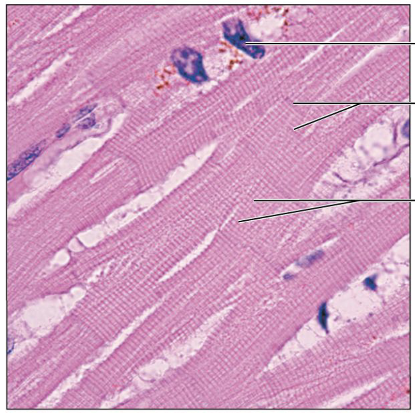 <p>What is this tissue, and where is it found?</p>