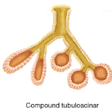 <p>compound tubuloacinar</p>