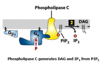 <p>IP3 that stimulates the release of calcium ions from the ER </p><ul><li><p>generates DAG and IP3 from PIP2 </p></li></ul><p></p>